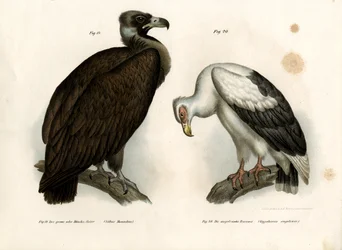 Cinereous Vulture