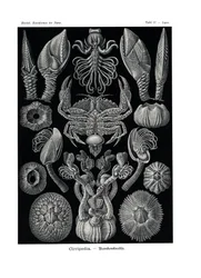 Cirripedia