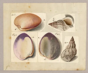 Clam and Sea Snail: Venus Mercenaria Linnaei, Buccino Glacioli Linnaei, 1785