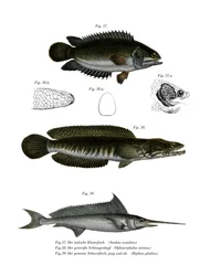 Climbing Perch
