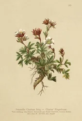Clusius Cinquefoil
