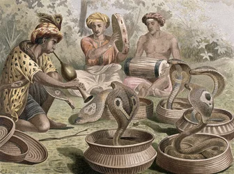 Cobra, plate from Brehms Tierleben