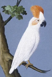 Cockatoo