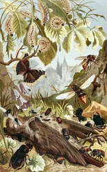 Combined Power of Insects, plate from Brehms Tierleben