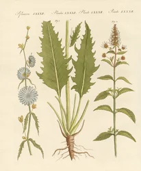 Commercial and Medical Plants