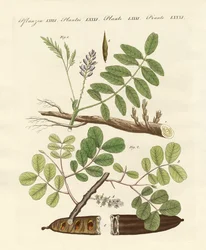 Commercial Plants