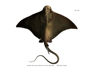 Common Eagle Ray