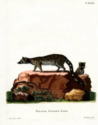 Common Genet