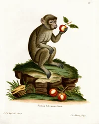 Common Macaque