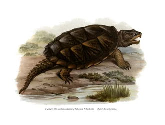 Common Snapping Turtle