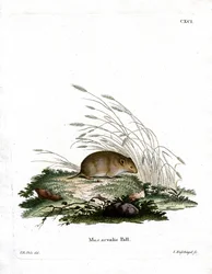 Common Vole