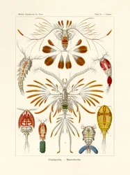 Copepoda