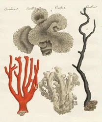 Corals