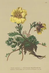 Creeping Avens