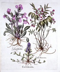 Creeping Bugle, Spring Vetch and Red Campion, from Hortus Eystettensis