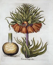 Crown Imperial called Fritillaria, from Hortus Eystettensis