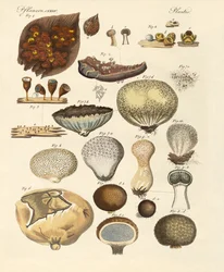 Cryptogram Plants