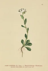 Daisyleaf Rock-cress