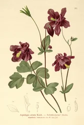 Dark Columbine