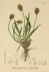 Dark Plantain