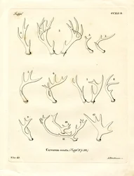 Deer Antlers
