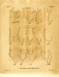 Deer Antlers