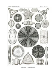 Diatomea, 1899-1904