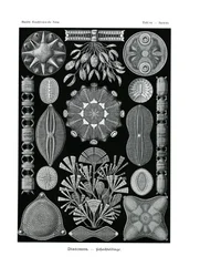 Diatomea