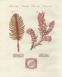 Different kinds of zoophytes or ornamental plants