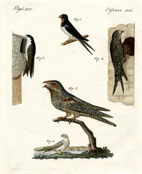 Different Kinds of Doves