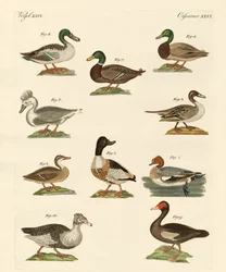 Different Kinds of Ducks