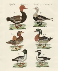 Different kinds of ducks