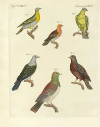 Different Kinds of Exotic Pigeons