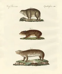 Different Kinds of Fat Animals