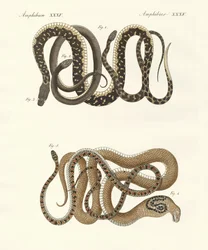 Different Kinds of Foreign Colubrids
