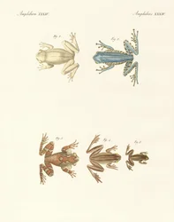 Different Kinds of Foreign Tree Frogs