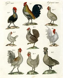 Different Kinds of Hens