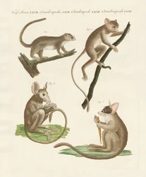 Different Kinds of Lemurs