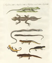 Different kinds of lizards