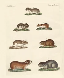 Different Kinds of Mice