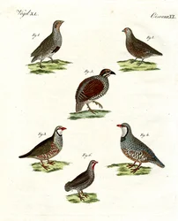 Different Kinds of Partridges