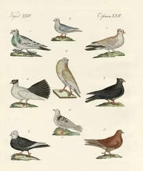 Different Kinds of Pigeons