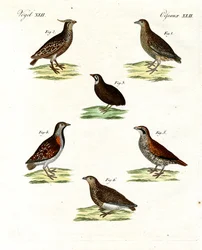 Different kinds of quails
