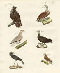 Different kinds of raptors