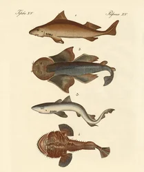 Different Kinds of Sharks