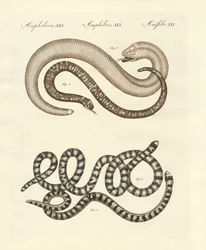 Different kinds of snake