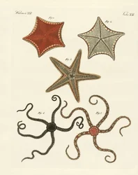 Different Kinds of Starfish
