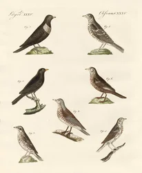 Different kinds of thrushes