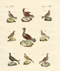 Different Kinds of Woodhens