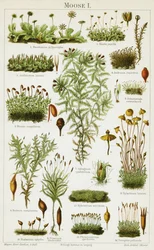 Different species of Moss
